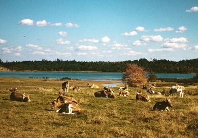 Lloyd's Guernsey Herd