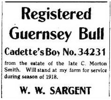 Advertisement: Registered Guernsey Bull, 1918