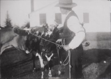  Andrew Haskell with Howe's herd