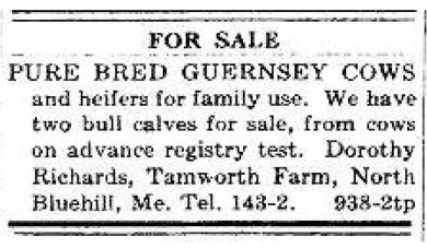 Advertisement: Guernsey cows and heifers