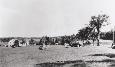 Whitney cows out to pasture